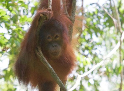 Palm oil producers form Pongo Alliance to support wildlife in Borneo