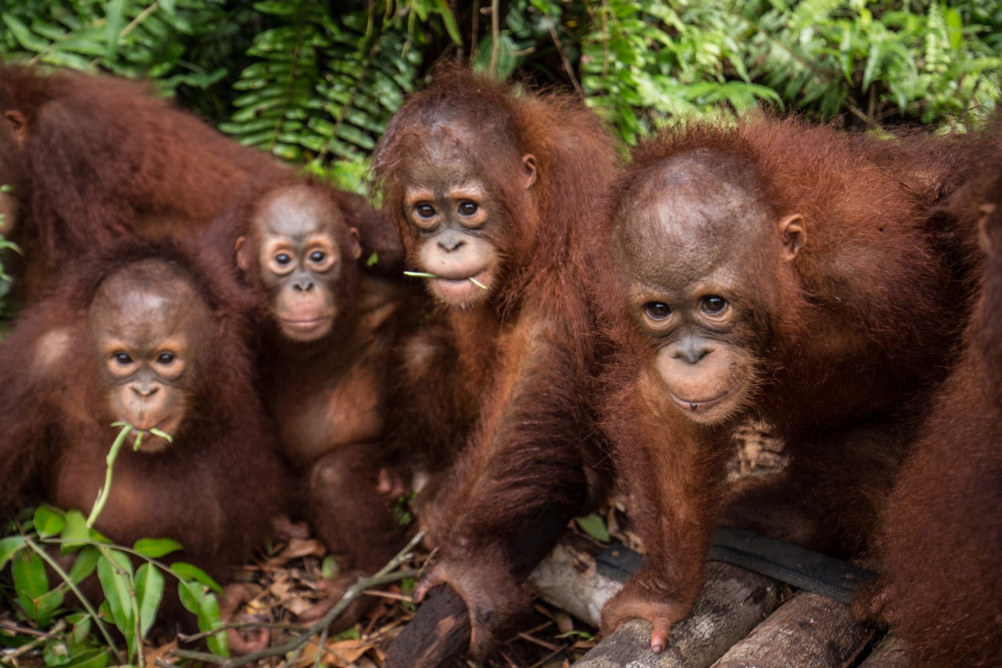 Palm oil companies join NGOs to save 10,000 Borneo orang-utans