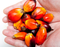 Palm Oil Industry Facing Up to Sustainability Issues