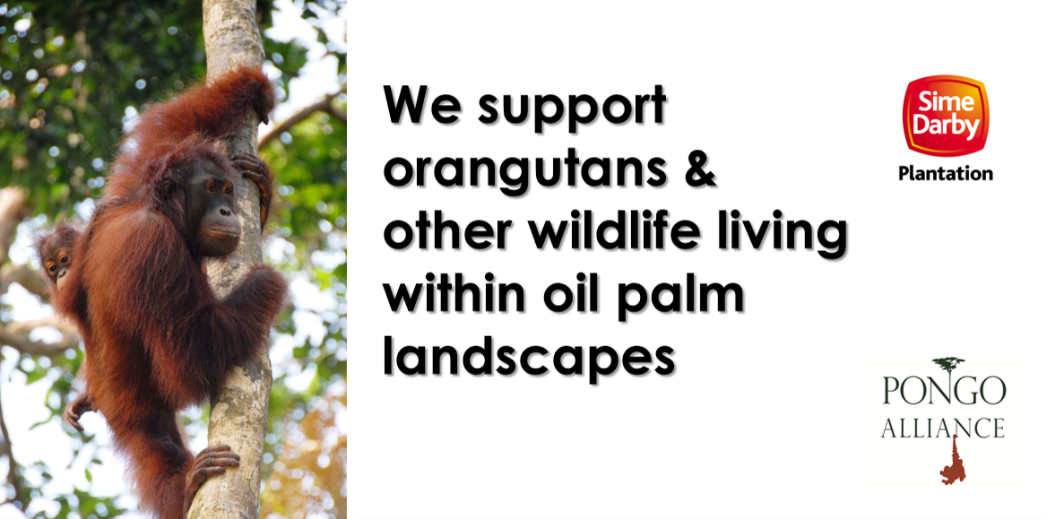 We support orangutans & other wildlife living within oil palm landscapes