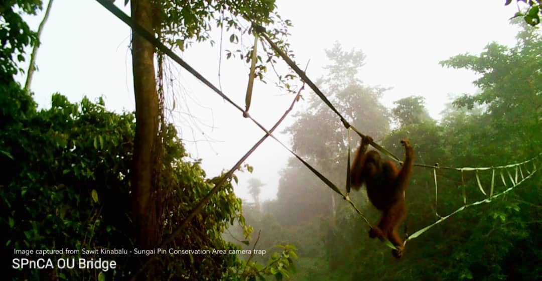 Special Reports: Restoring connectivity for orangutans in the Kinabatangan landscape